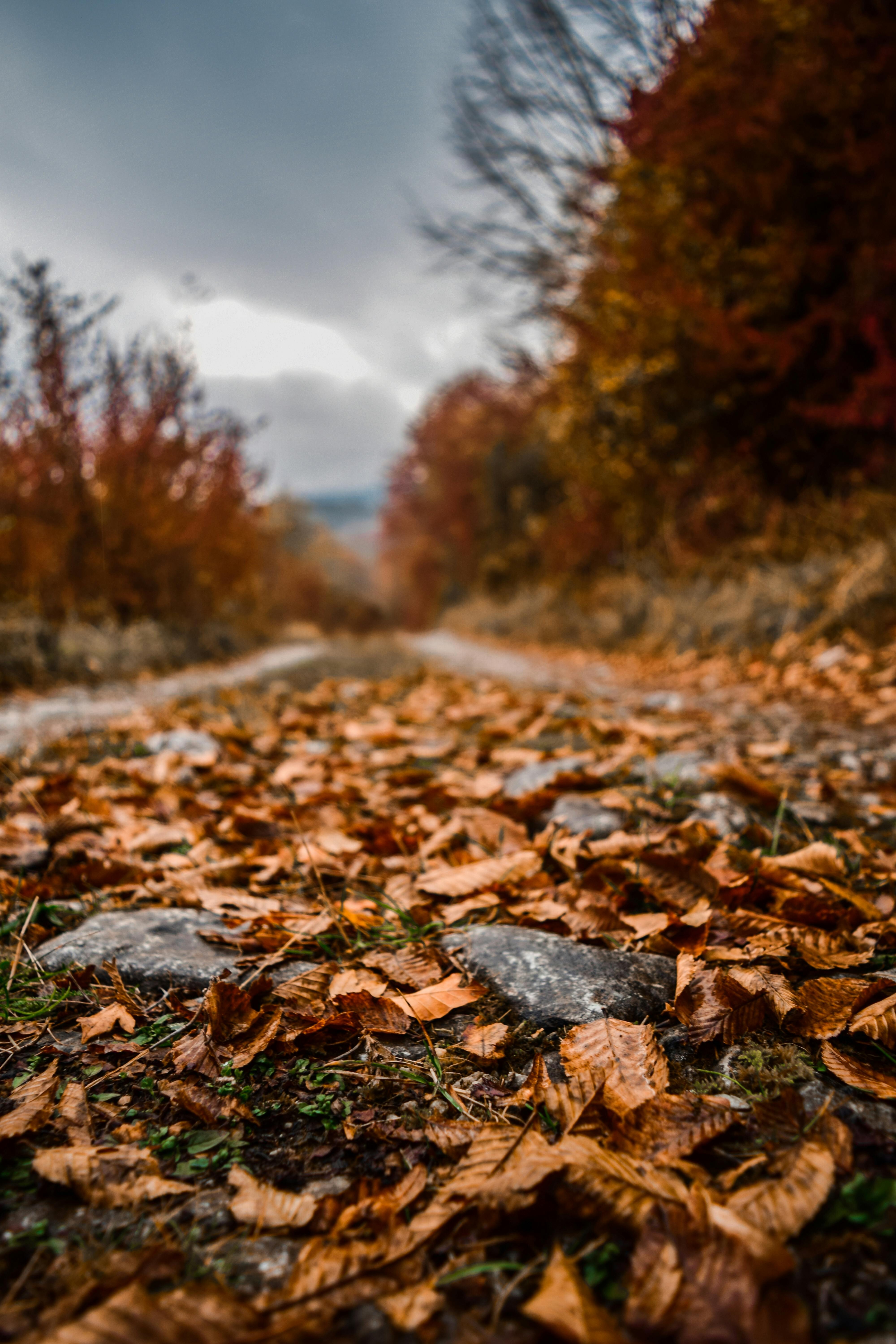 ["bunch","leaves","ground"]