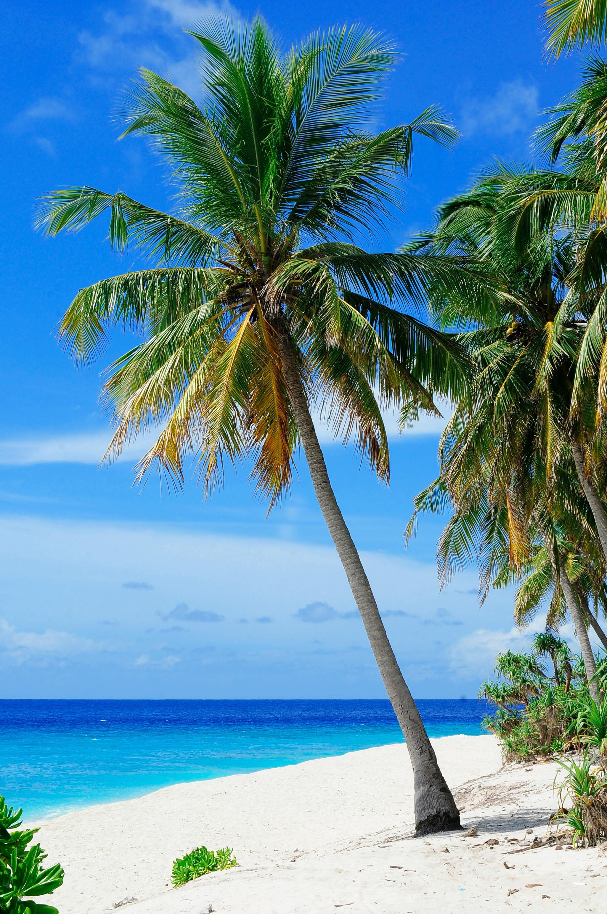 ["beach"]