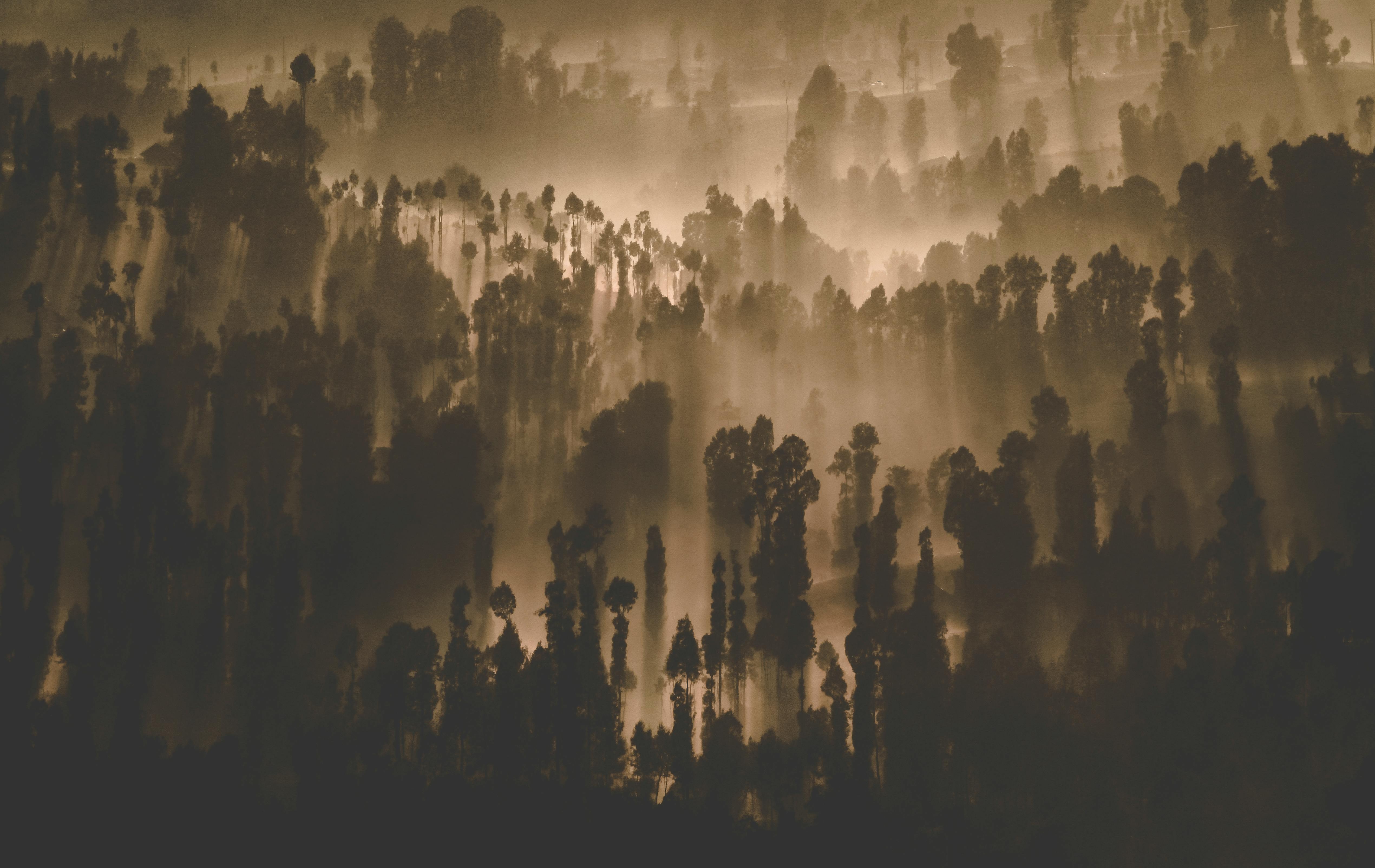 ["ecosystem"]