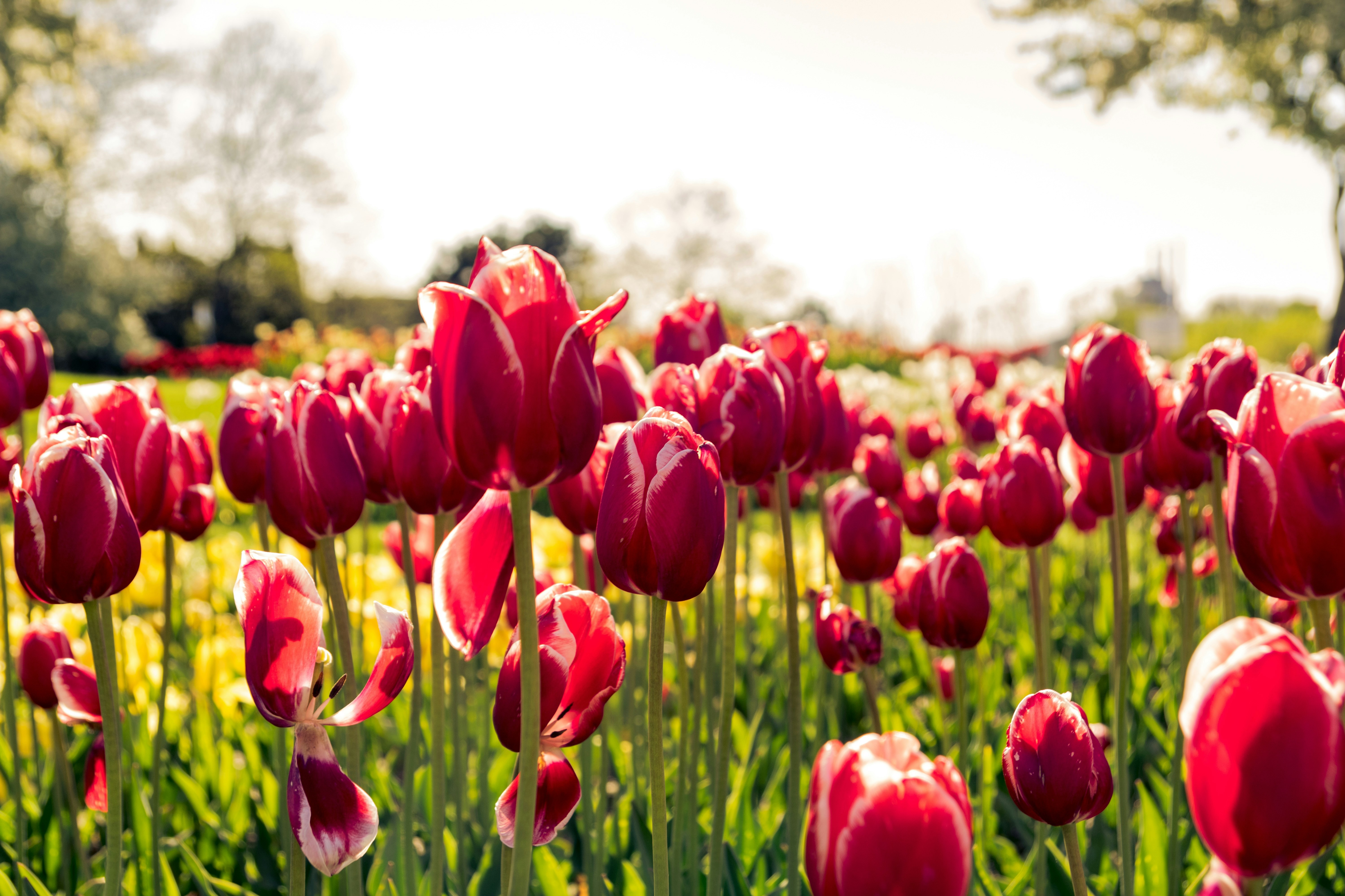 ["tulips","field"]
