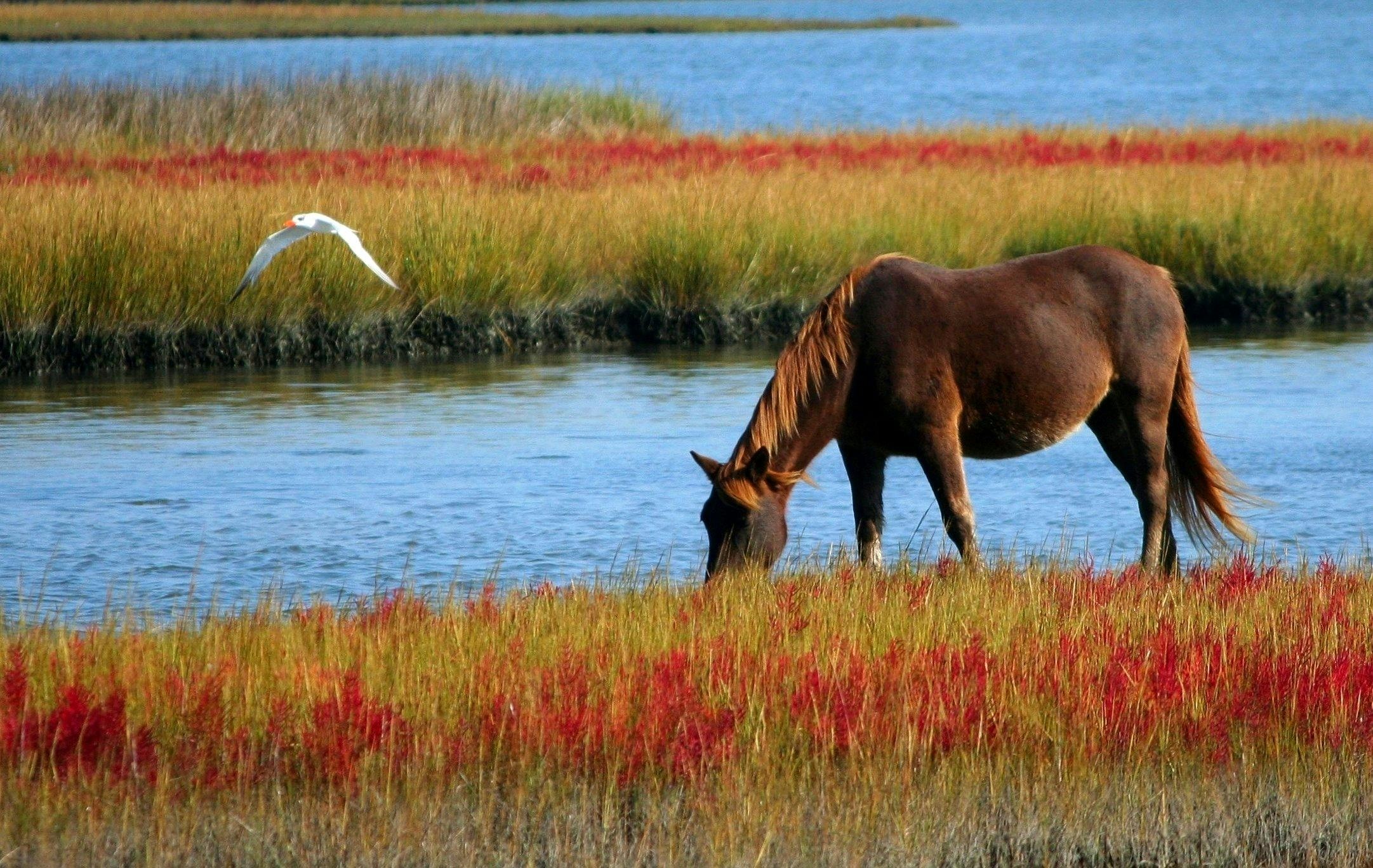 ["animals","nature"]
