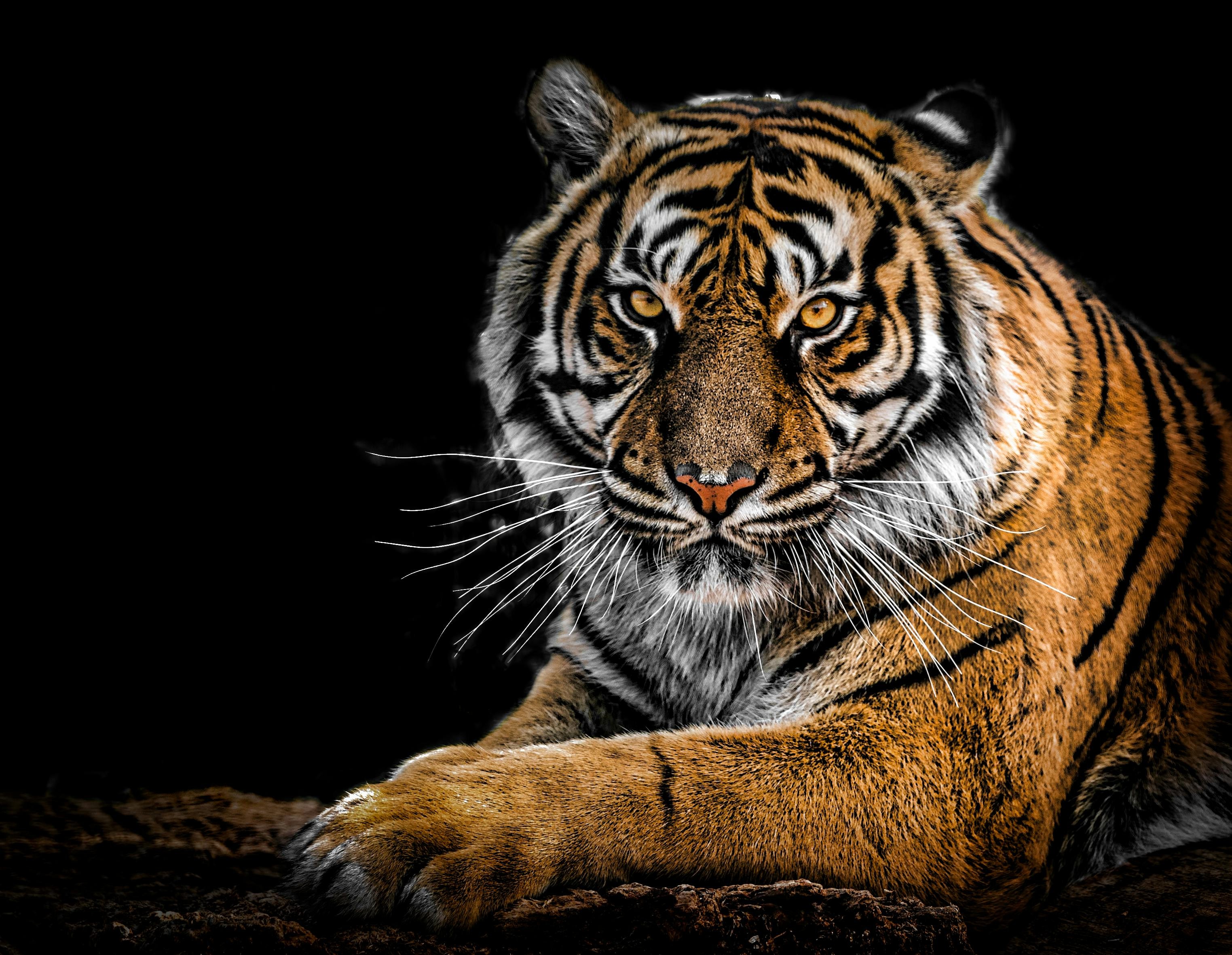 ["animals"]