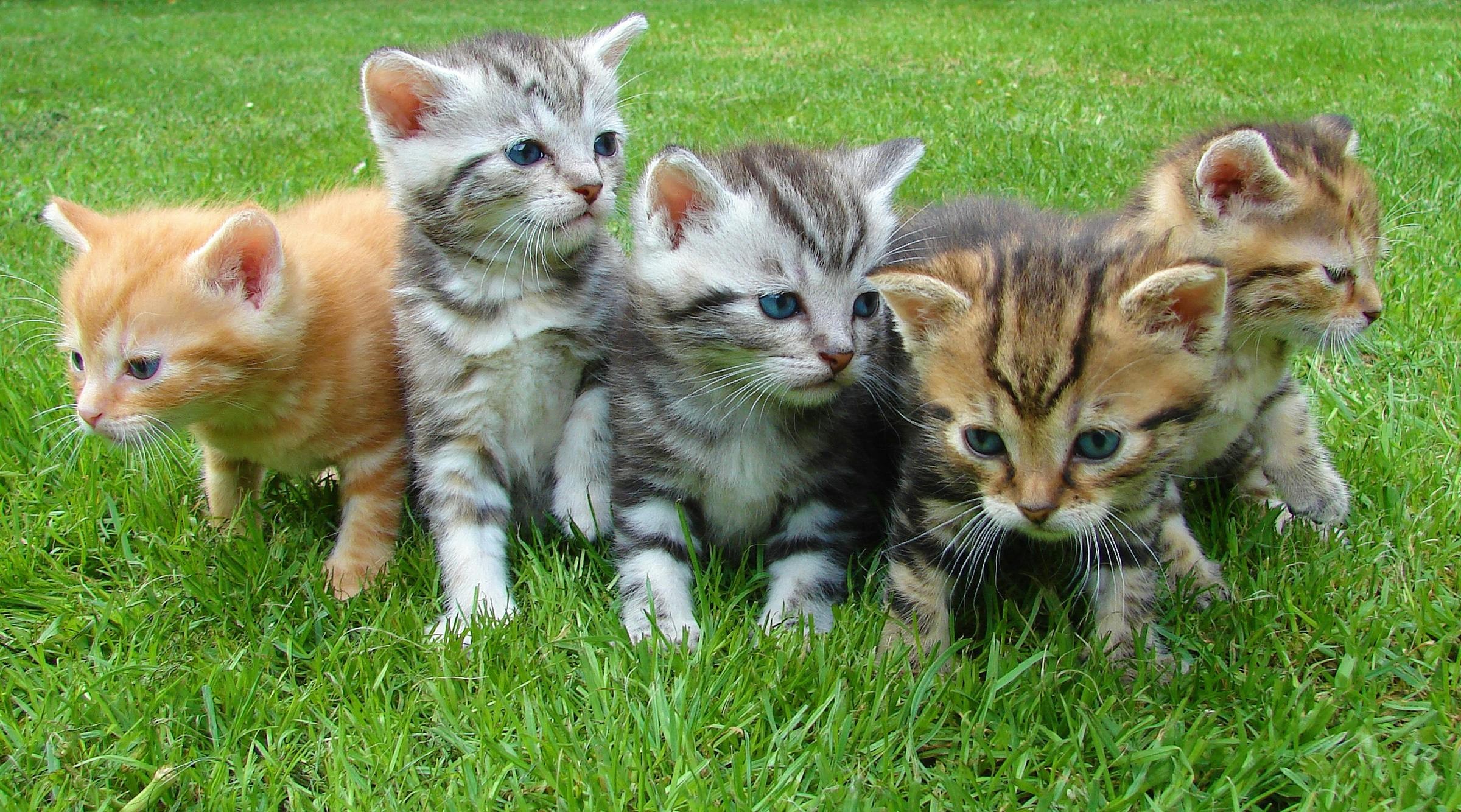 ["animals"]