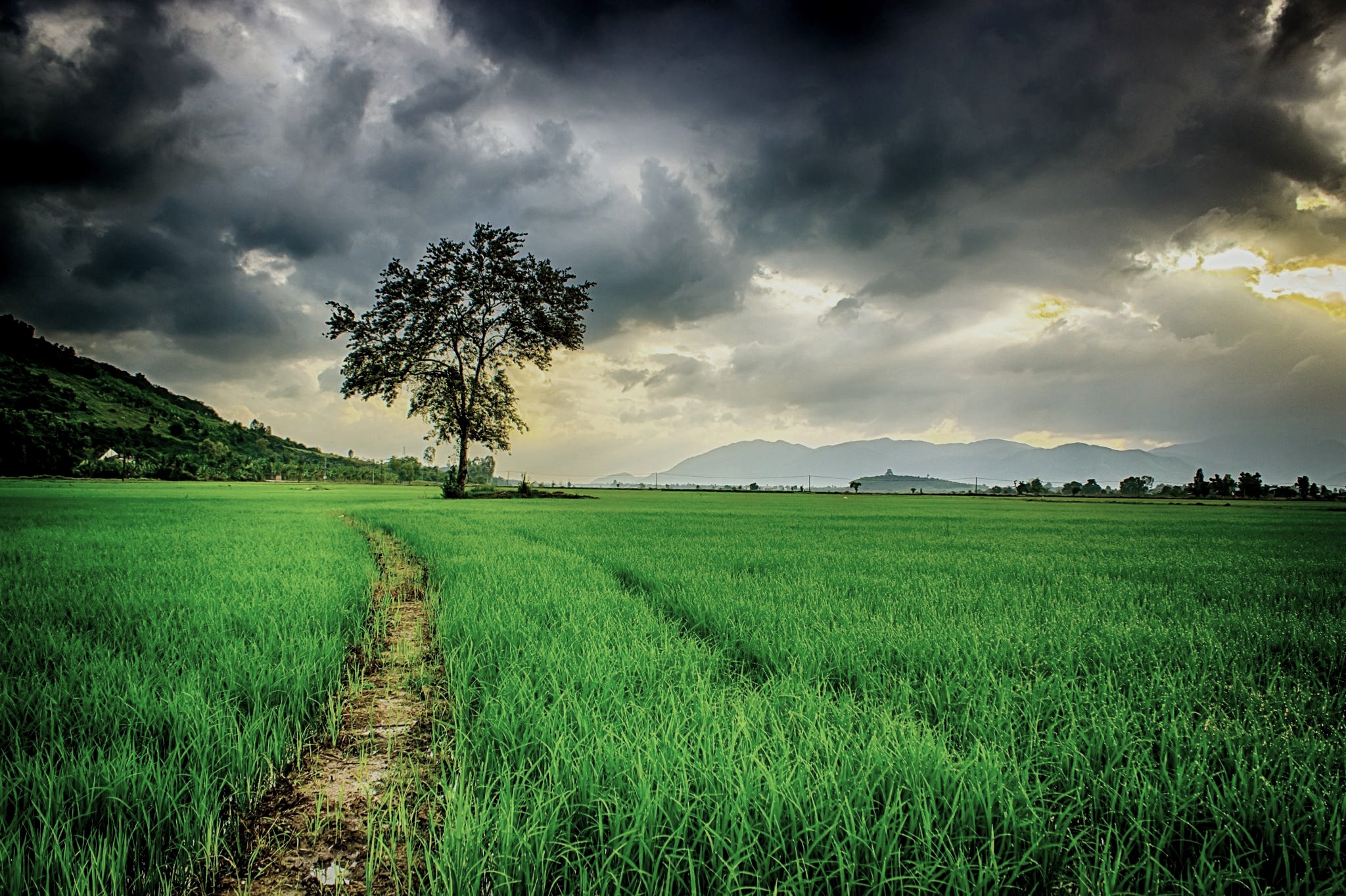 ["nature","field"]