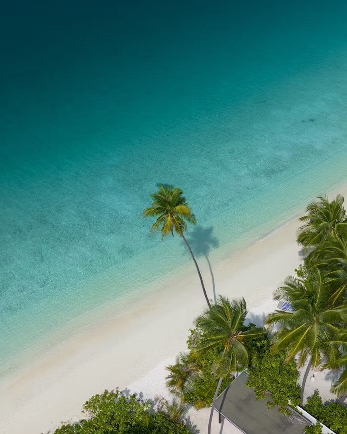 ["travel","palm"]