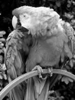 ["parrot"]
