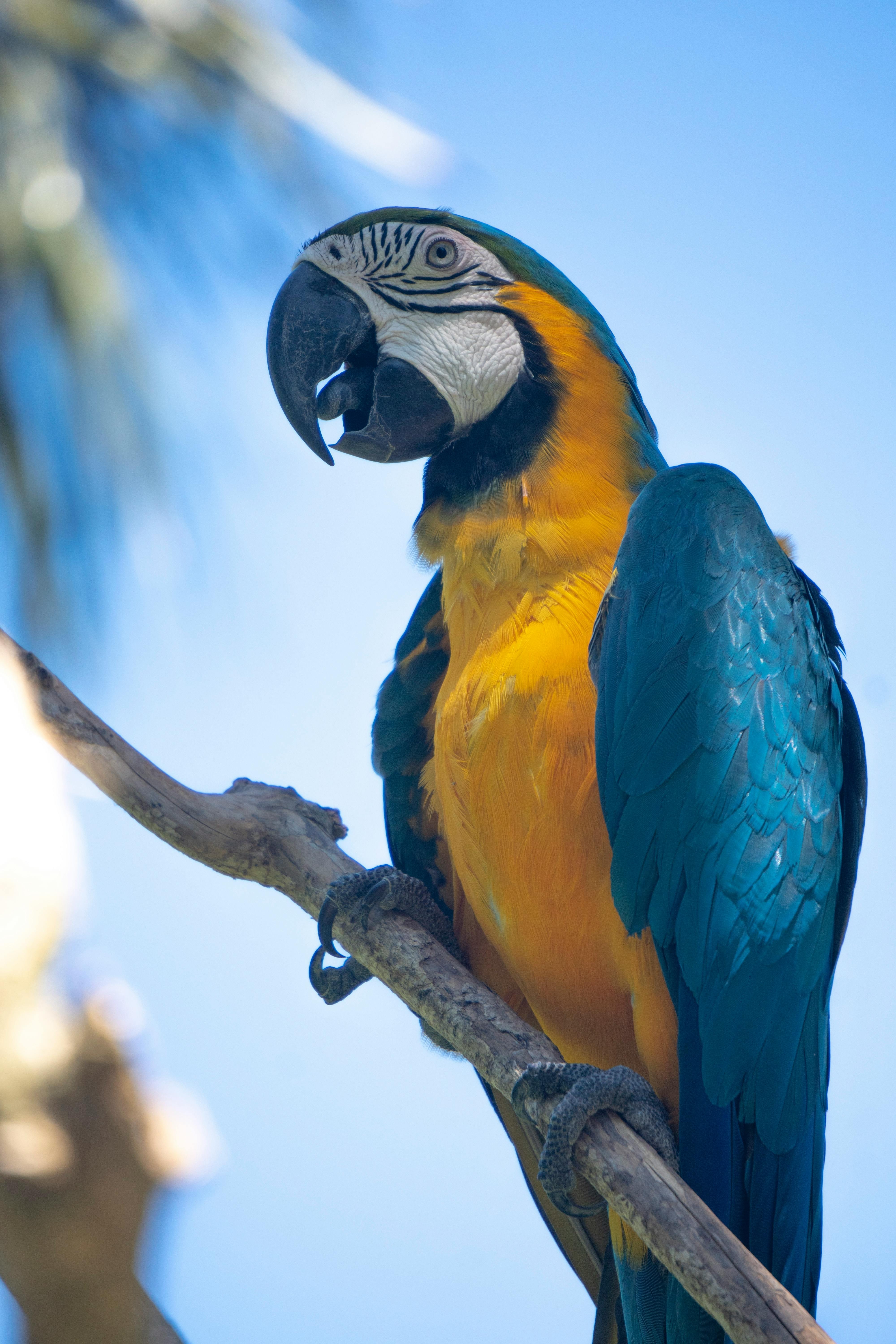 ["parrot"]