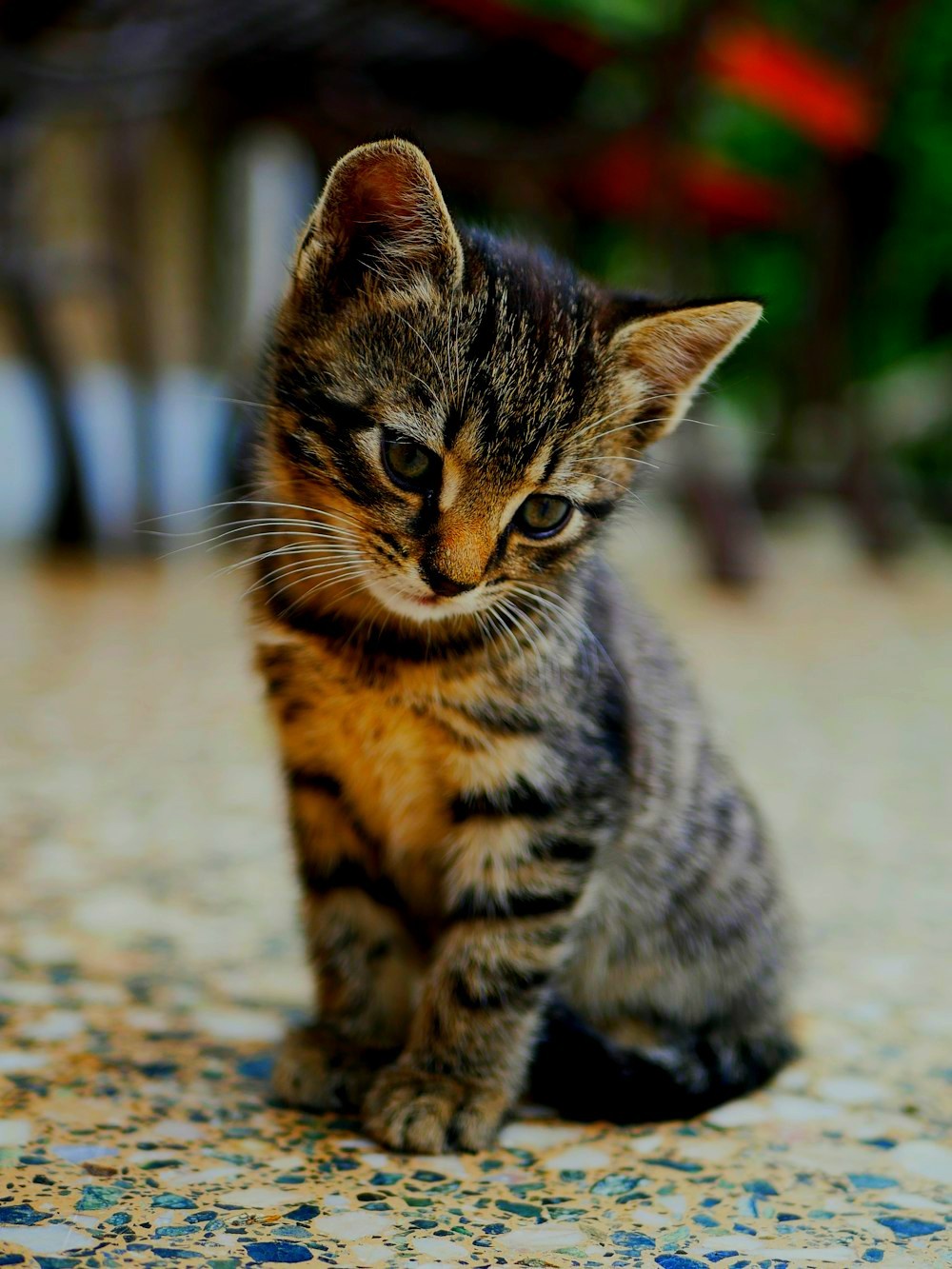 ["kitten"]