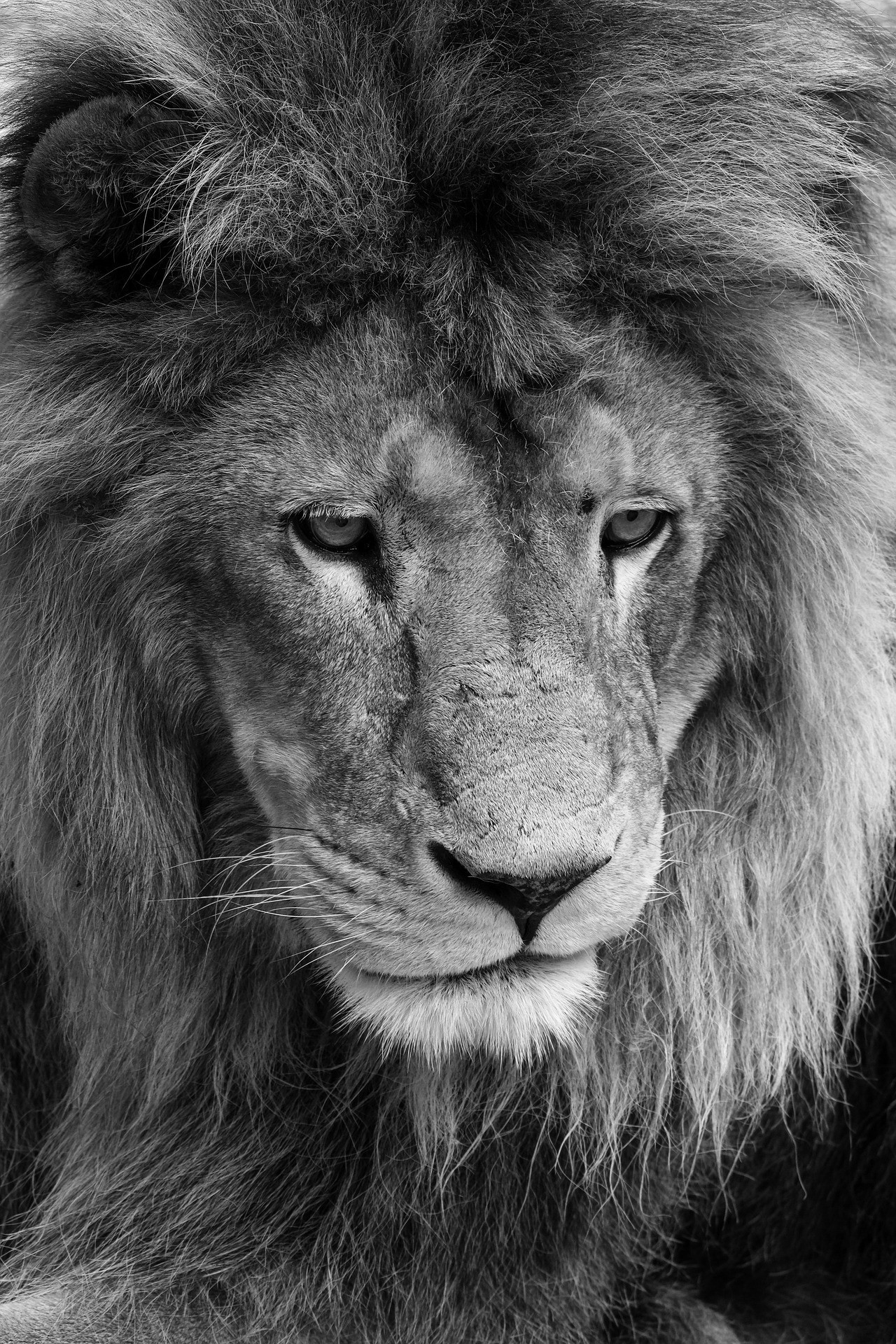 ["animals","lion"]