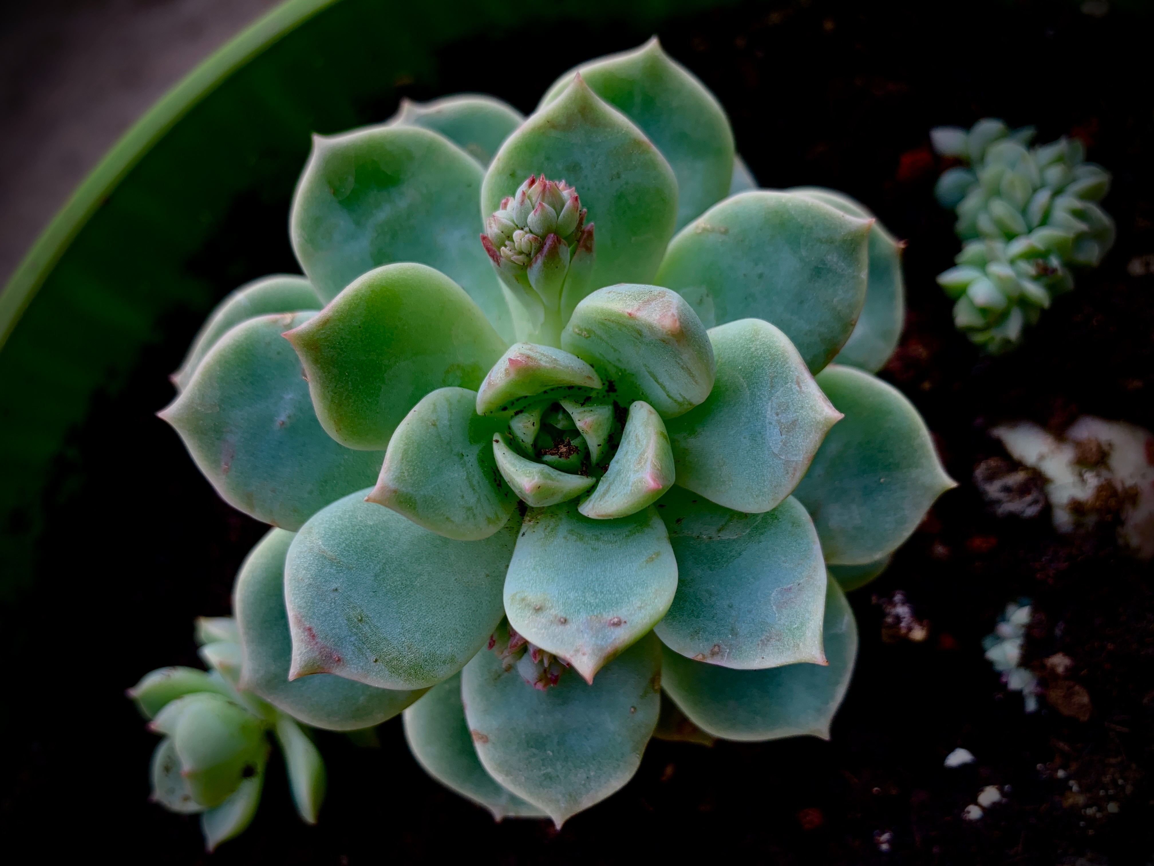 ["pot","plant"]