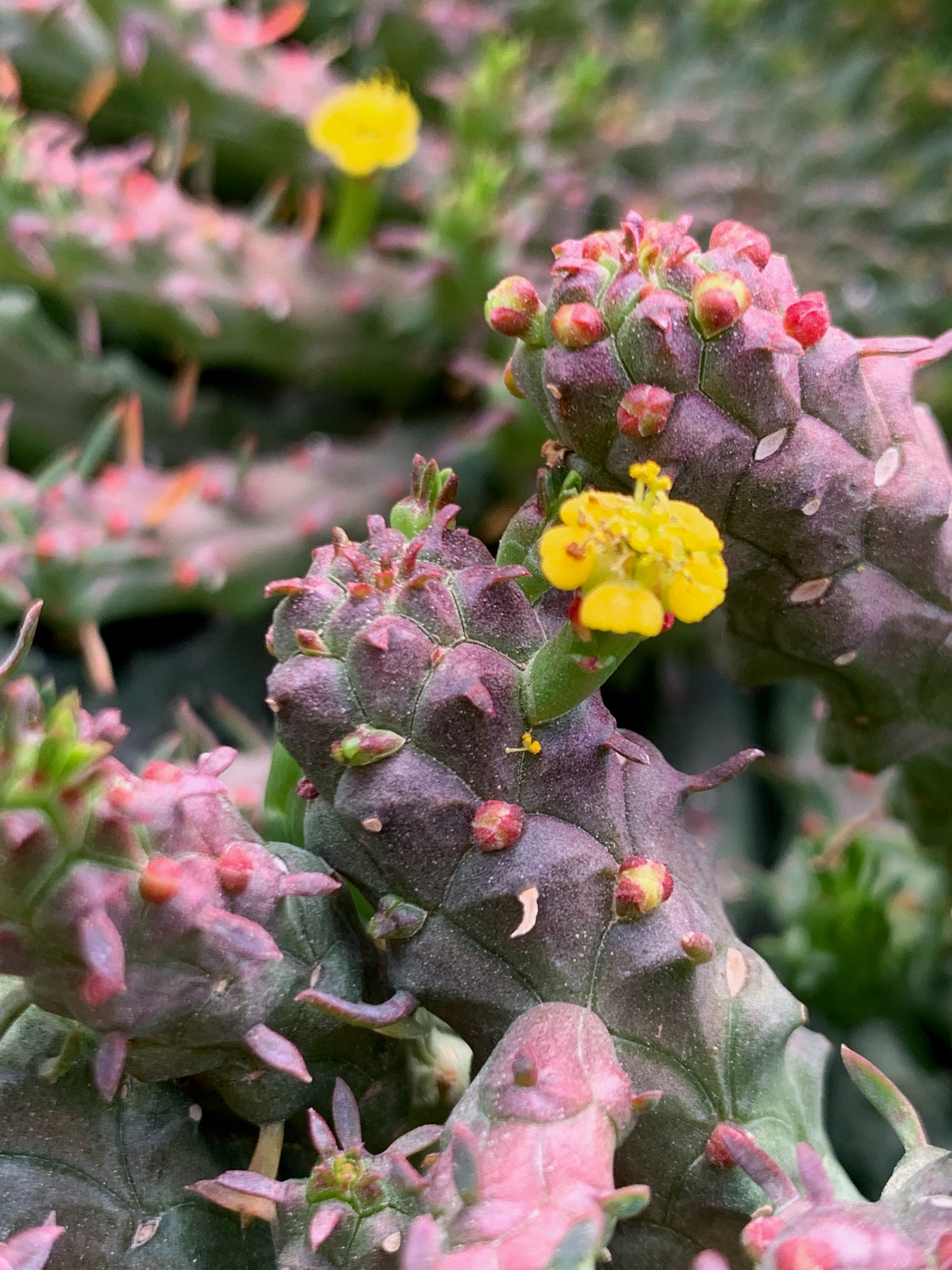 ["plant","close","flower"]